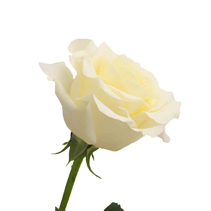 Blizzard White Rose