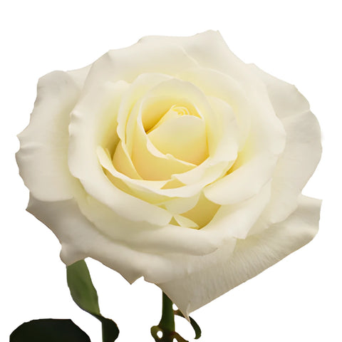 Blizzard White Rose