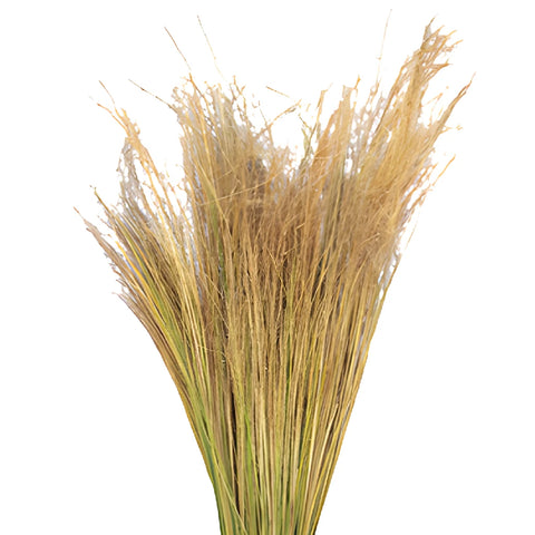 Wholesale greenery blonde love grass filler flowers sold as bulk