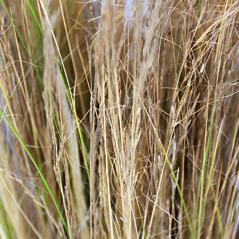 Wedding greenery blonde love grass filler flowers sold near me