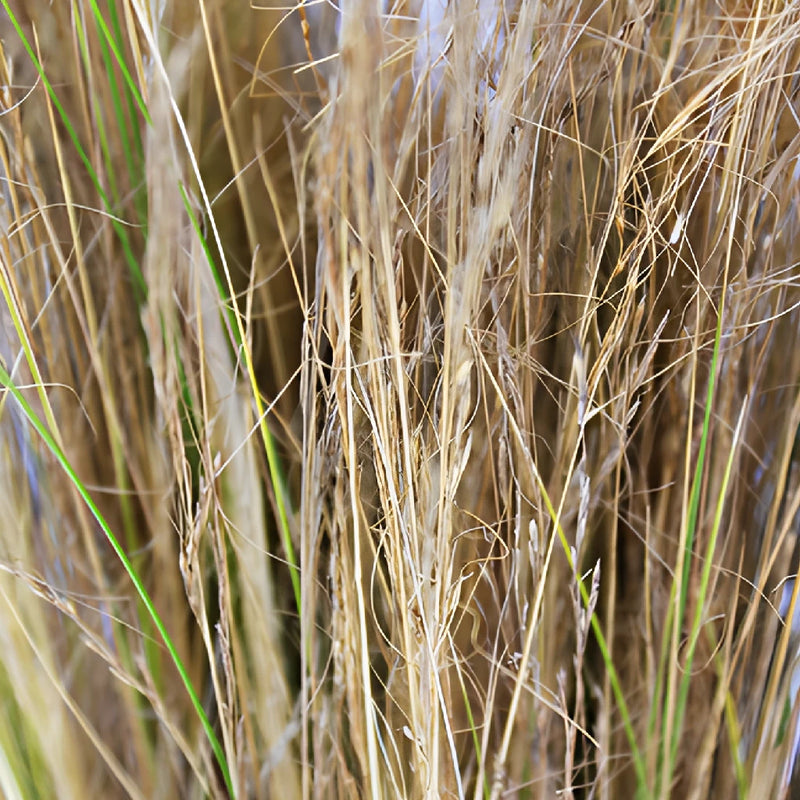 Wedding greenery blonde love grass filler flowers sold near me
