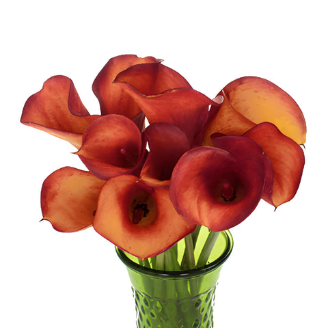 Blood Orange Mini Calla Lily Flowers