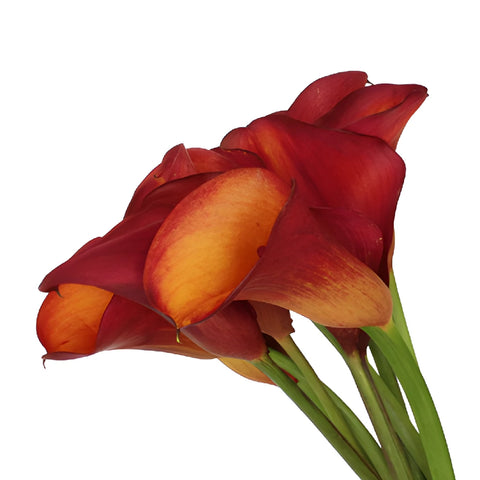 Blood Orange Mini Calla Lily Flowers
