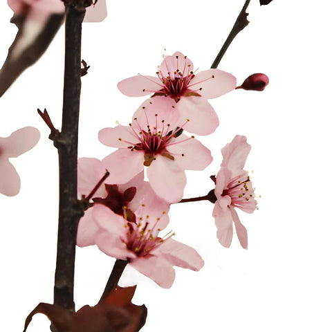 Blooming Pink Cherry Blossom Branches Close Up - Image