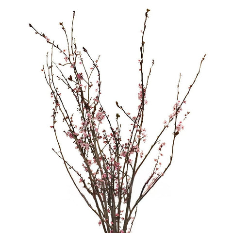 Blooming Pink Cherry Blossom Branches Stem - Image
