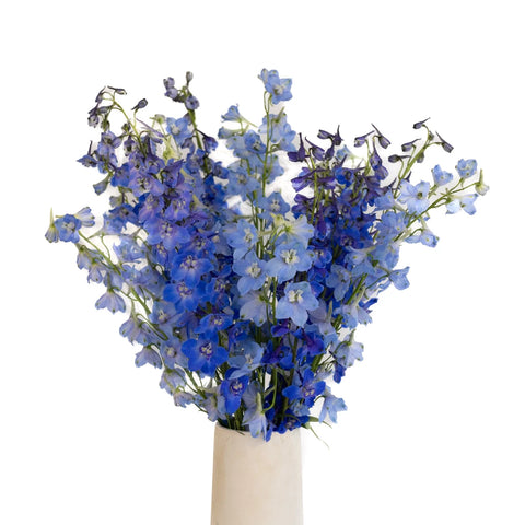 Blue Assorted Designer Delphinium Pack Close Up - Image