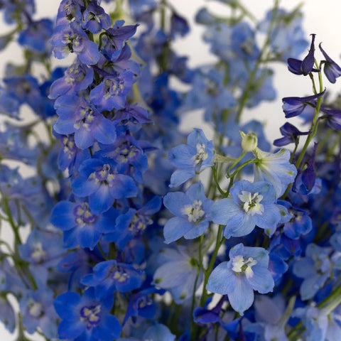 Blue Assorted Designer Delphinium Pack Close Up - Image