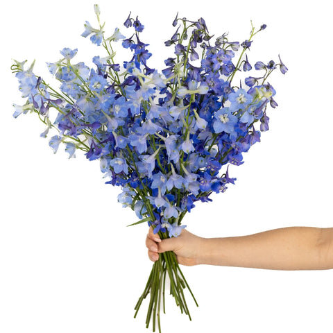 Blue Assorted Designer Delphinium Pack Stem - Image