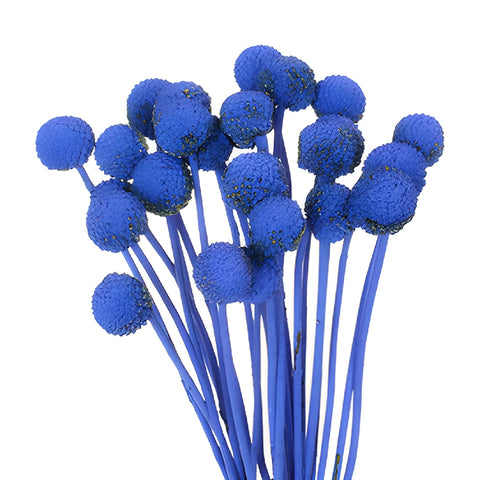Blue Tinted Craspedia Billy Balls