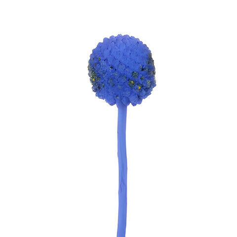 Blue Tinted Craspedia Billy Balls
