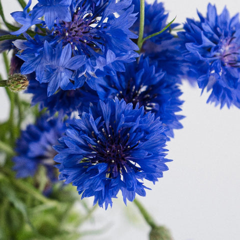 Blue Cornflowers Close Up - Image