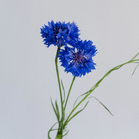 Blue Cornflowers Stem - Image