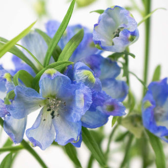 Blue Garden Delphinium Wholesale Flower Up Close