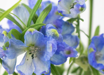 Blue Garden Delphinium Wholesale Flower Up Close