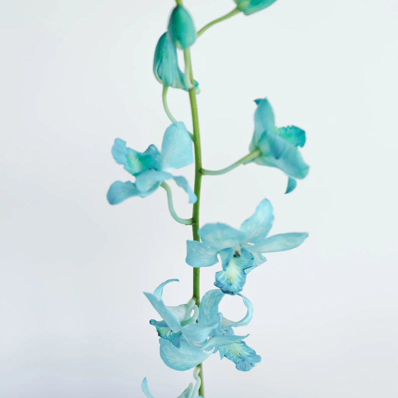 Blue Dendrobium Orchids Stem - Image
