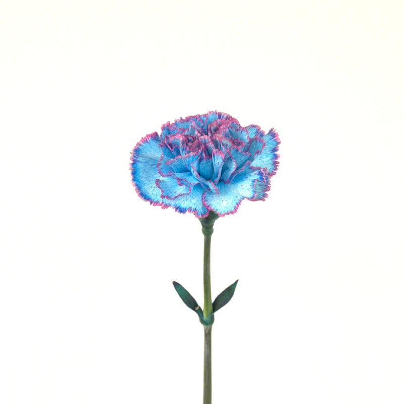 Blue Raspberry Carnation Flower Stem - Image