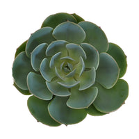 Green Succulents