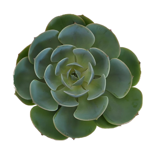 green flower like succulent Buy Wholesale Green Succulents in Bulk