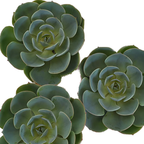 Green Succulents