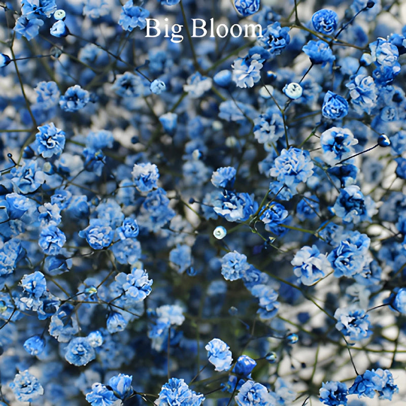 Blue Tinted Baby's Breath Flower