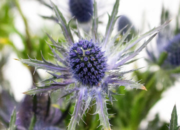 Blue Thistle Flowers Close up
