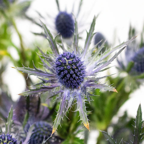 Blue Thistle Flowers Close up