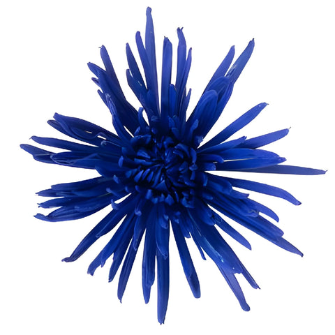 Night Time Blue Airbrushed Spider Mum Flowers