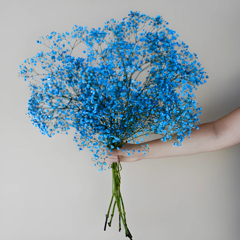 Blue Tinted Baby's Breath Flower
