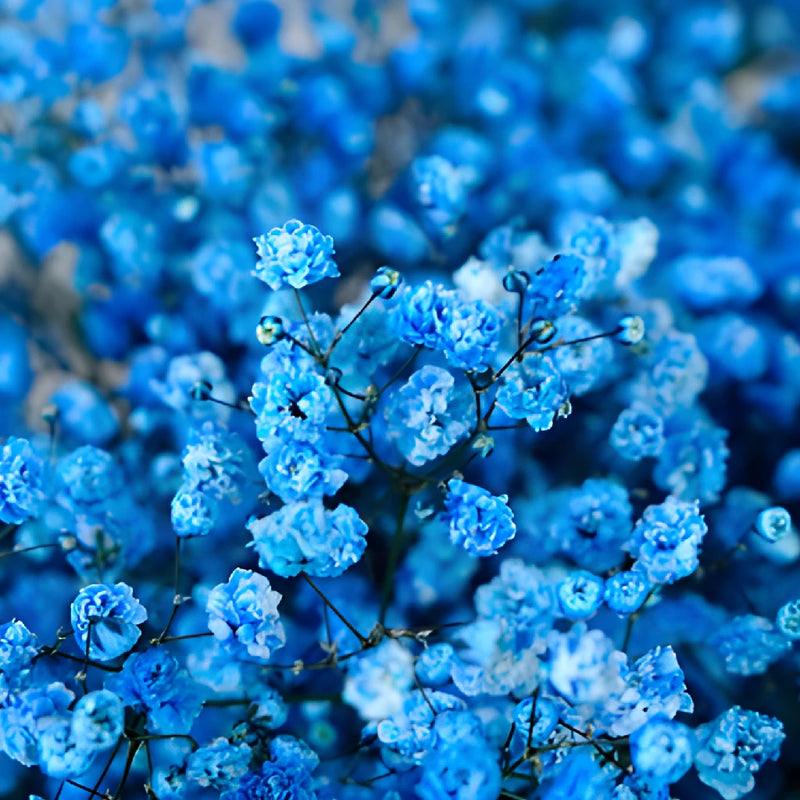 Blue Tinted Baby's Breath Flower