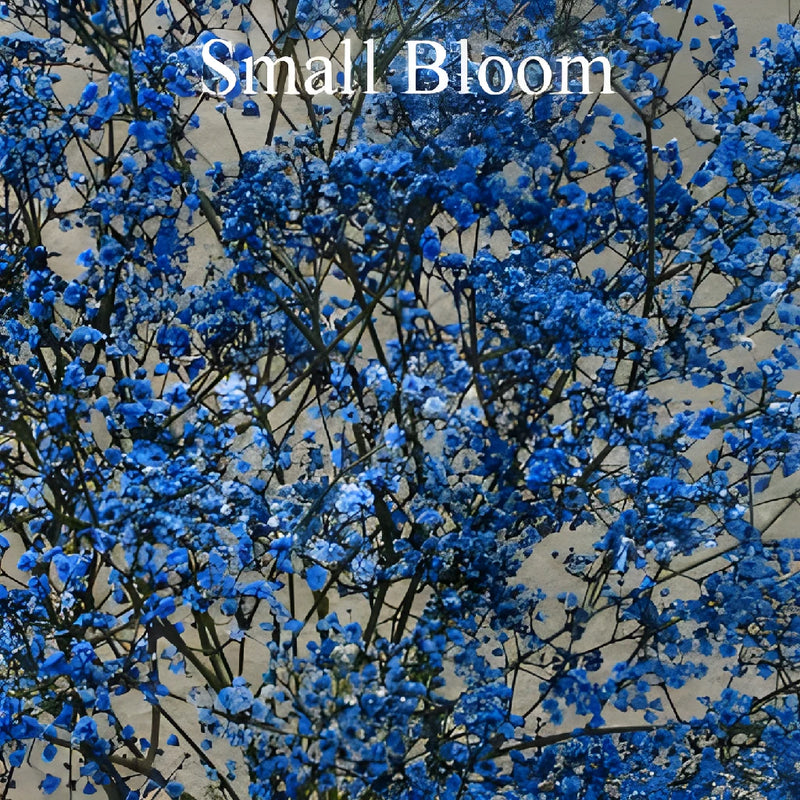 Blue Tinted Baby's Breath Flower