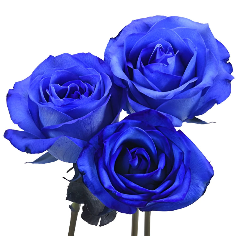 Buy Wholesale Blue Tinted Valentine's Day Roses in Bulk - FiftyFlowers