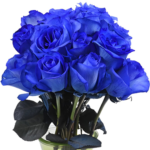 Buy Wholesale Blue Tinted Valentine's Day Roses in Bulk - FiftyFlowers