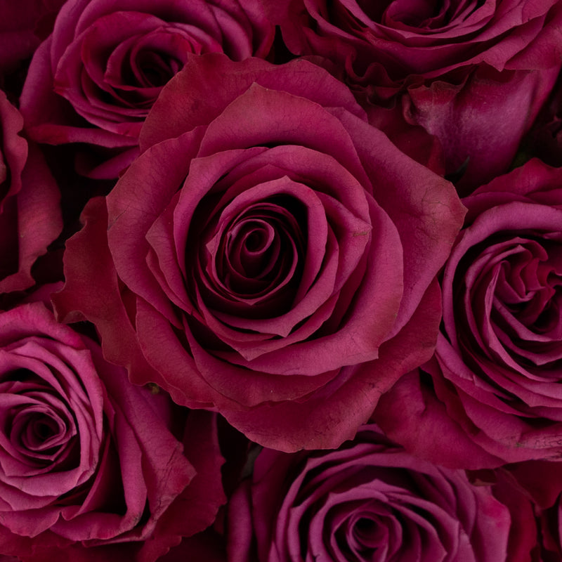 Blueberry Fresh Cut Rose Close Up - Image