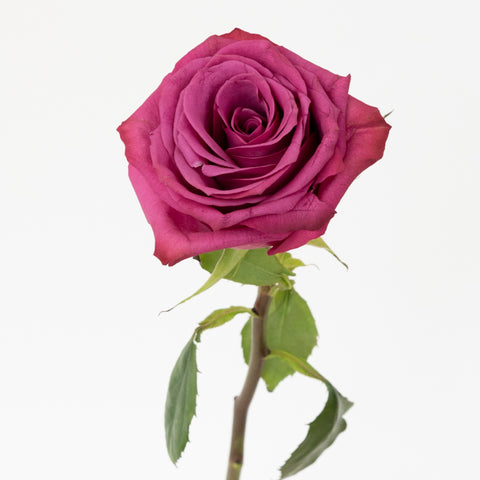 Blueberry Fresh Cut Rose Stem - Image