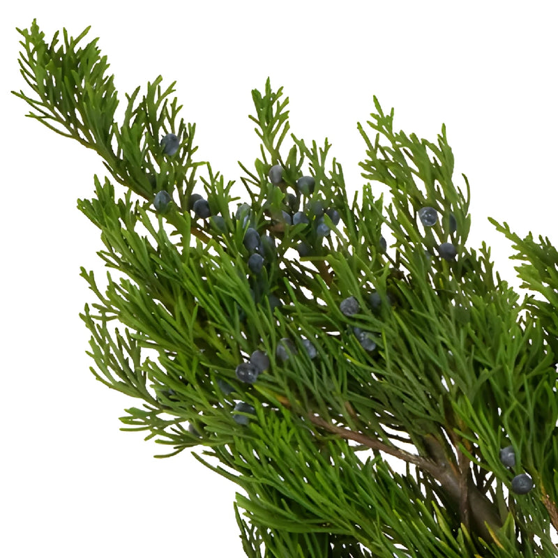 Blueberry Cedar Greenery