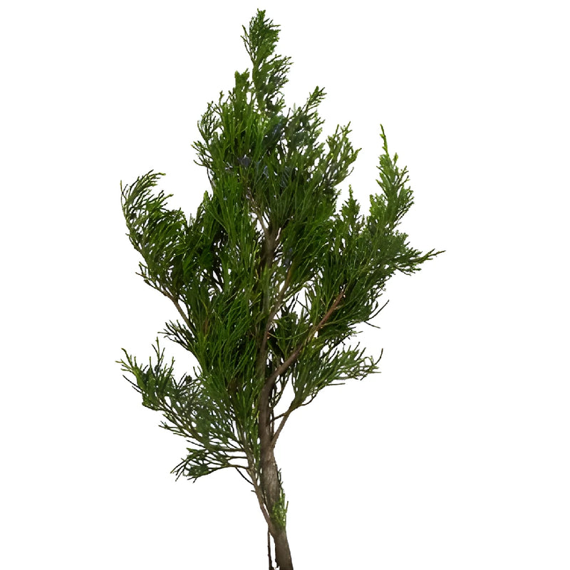 Blueberry Cedar Greenery