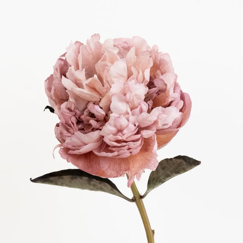 Blush Brownie Peonies Stem - Image