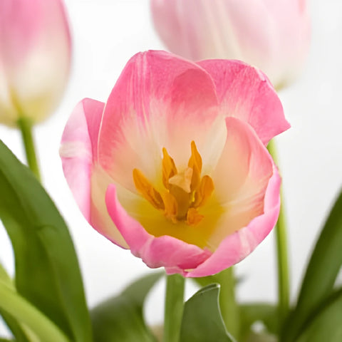 Blush Bulk Tulip - Image