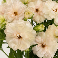 Blush Butterfly Ranunculus Flower Close Up - Image