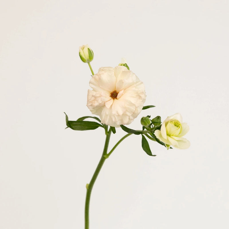 Blush Butterfly Ranunculus Flower Stem - Image