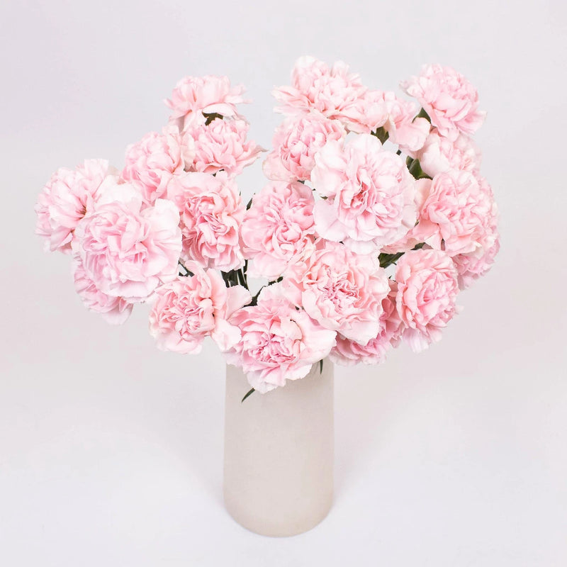 Blush Carnation Flower Bunch in Vase