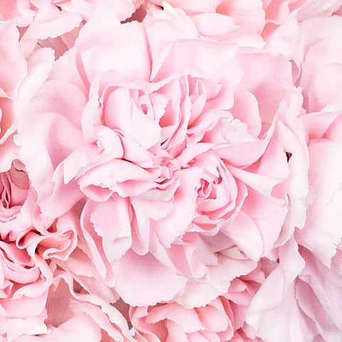 Blush Carnation Flower Up Close