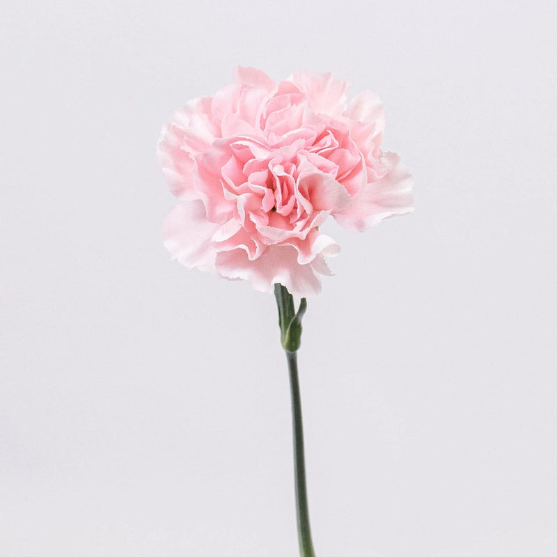 Blush Carnation Flower Stem