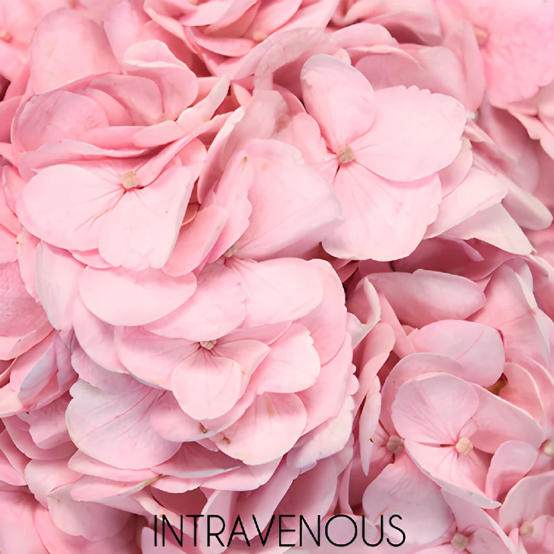 Blush Enhanced Hydrangea Flower Up Close