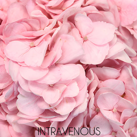Blush Enhanced Hydrangea Flower Up Close