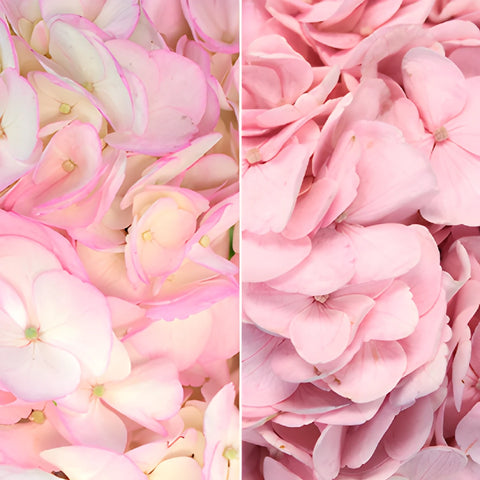 Blush Enhanced Hydrangea Flower Up Close
