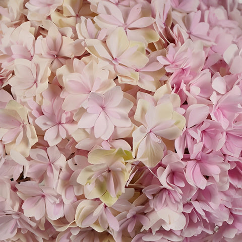 Blush Hydrangea Wholesale Flower Up close