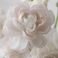 Blush Italian Cloony Ranunculus Close Up - Image