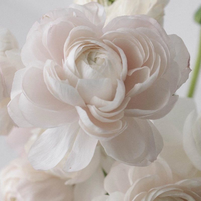 Blush Italian Cloony Ranunculus Close Up - Image