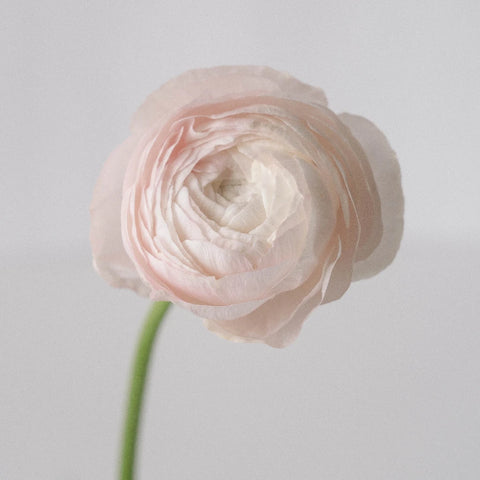 Blush Italian Cloony Ranunculus Stem - Image